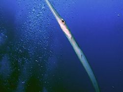 This photo was taken off Jackson Reef in Egypt. The Corne... by Stewart Luetchford 